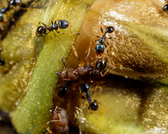 Pheidole metallescens