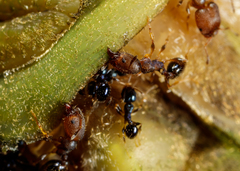 Pheidole metallescens