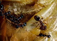 Pheidole metallescens