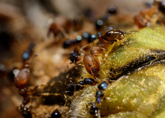 Pheidole metallescens
