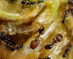 Pheidole metallescens