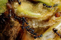 Pheidole metallescens