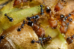 Pheidole metallescens
