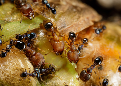 Pheidole metallescens