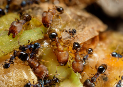 Pheidole metallescens