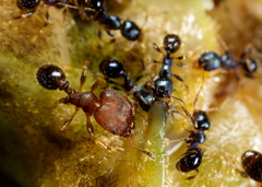 Pheidole metallescens