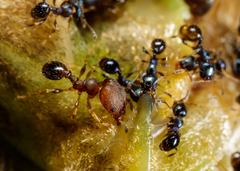 Pheidole metallescens