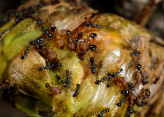 Pheidole metallescens