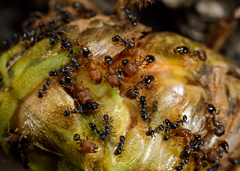 Pheidole metallescens