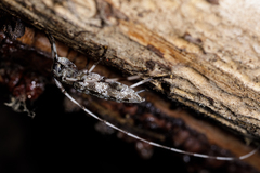 Acanthocinus obsoletus