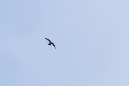 Chestnut-collared Swift (Streptoprocne rutila), photo 4