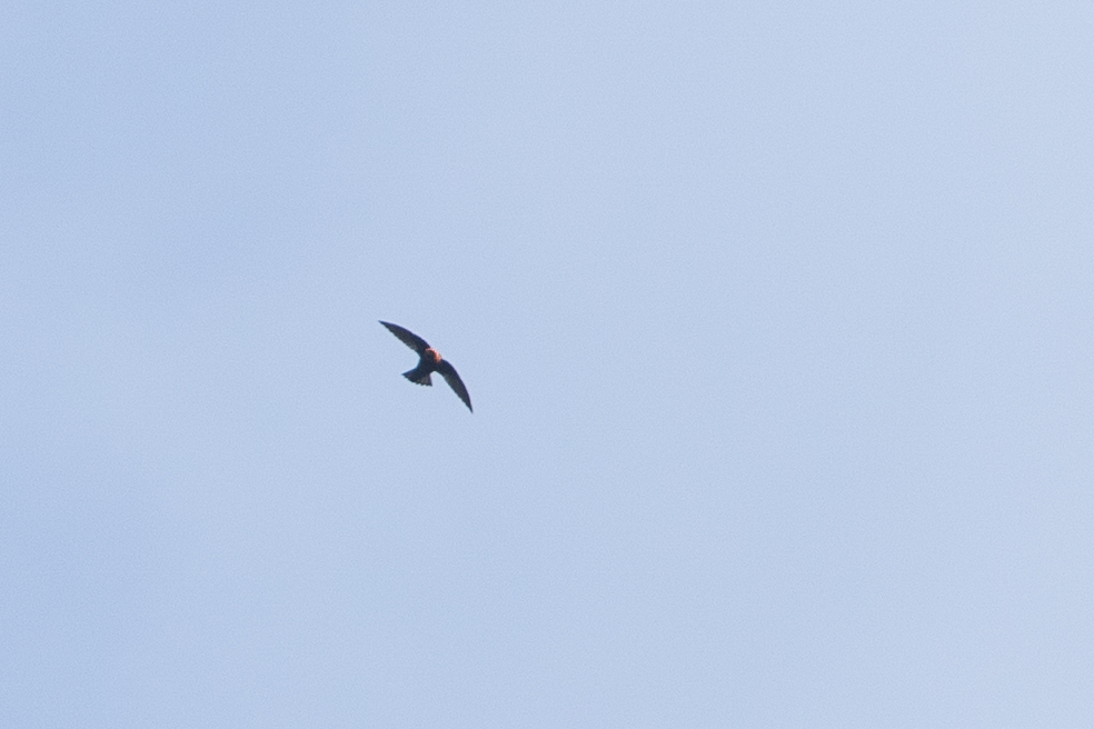 Chestnut-collared Swift (Streptoprocne rutila), photo 8