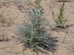 Cirsium pitcheri