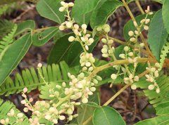 Rhus hypoleuca
