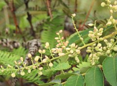 Rhus hypoleuca