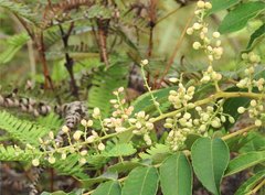 Rhus hypoleuca