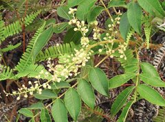 Rhus hypoleuca
