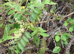 Rhus hypoleuca