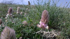 Hedysarum candidum