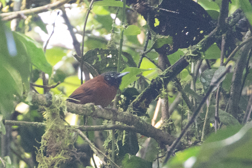 Sooty-headed Wren (Pheugopedius spadix), photo 5