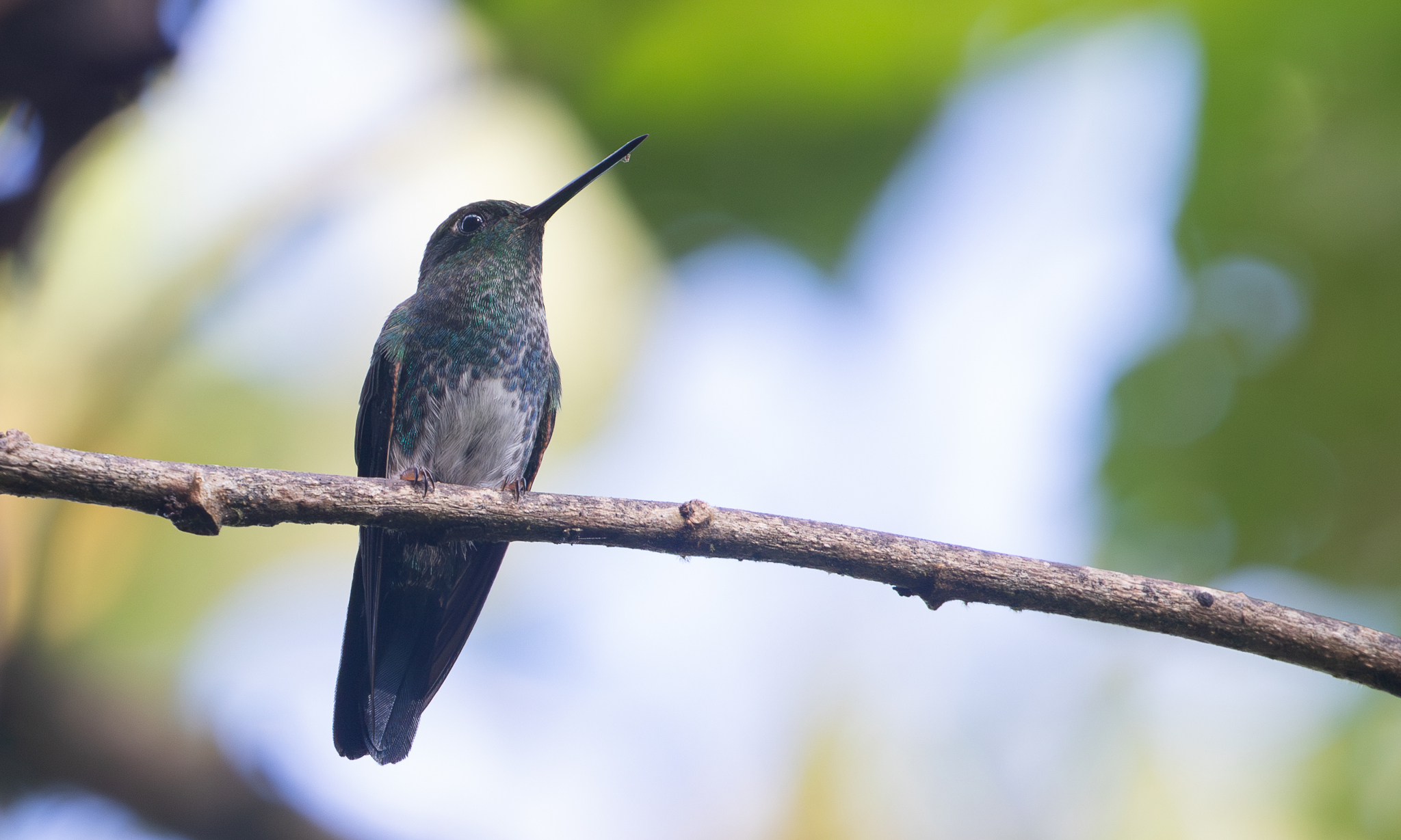 Greenish Puffleg (Haplophaedia aureliae), photo 7