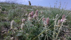 Hedysarum candidum