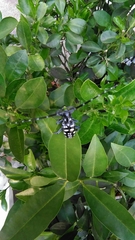 Anoplophora macularia
