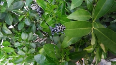 Anoplophora macularia
