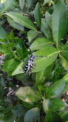Anoplophora macularia