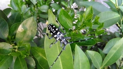 Anoplophora macularia
