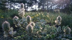 Hedysarum candidum