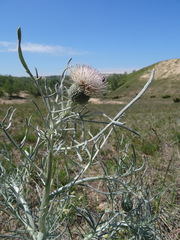 Cirsium pitcheri
