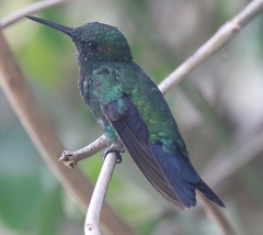 Chlorostilbon assimilis