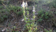Veronica austriaca jacquinii