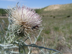 Cirsium pitcheri