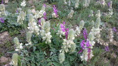 Hedysarum candidum