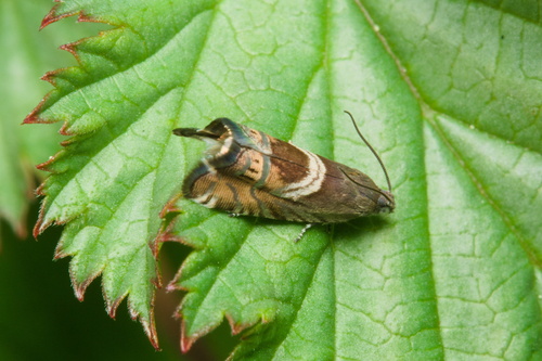 Vetch Piercer