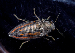 Buprestis lineata