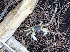 Geograpsus grayi
