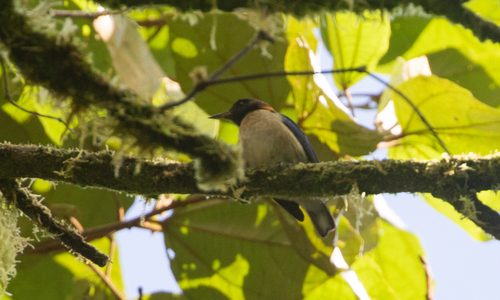 Golden-collared Honeycreeper (Iridophanes pulcherrimus), photo 3