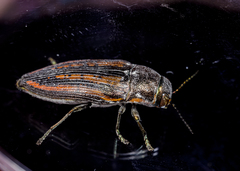 Buprestis lineata
