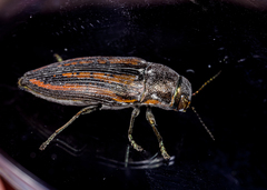 Buprestis lineata