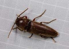 Diplostethus texanus