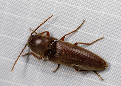 Diplostethus texanus