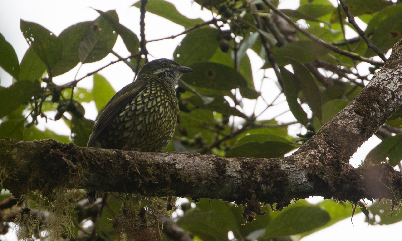 Scaled Fruiteater (Ampelioides tschudii), photo 1