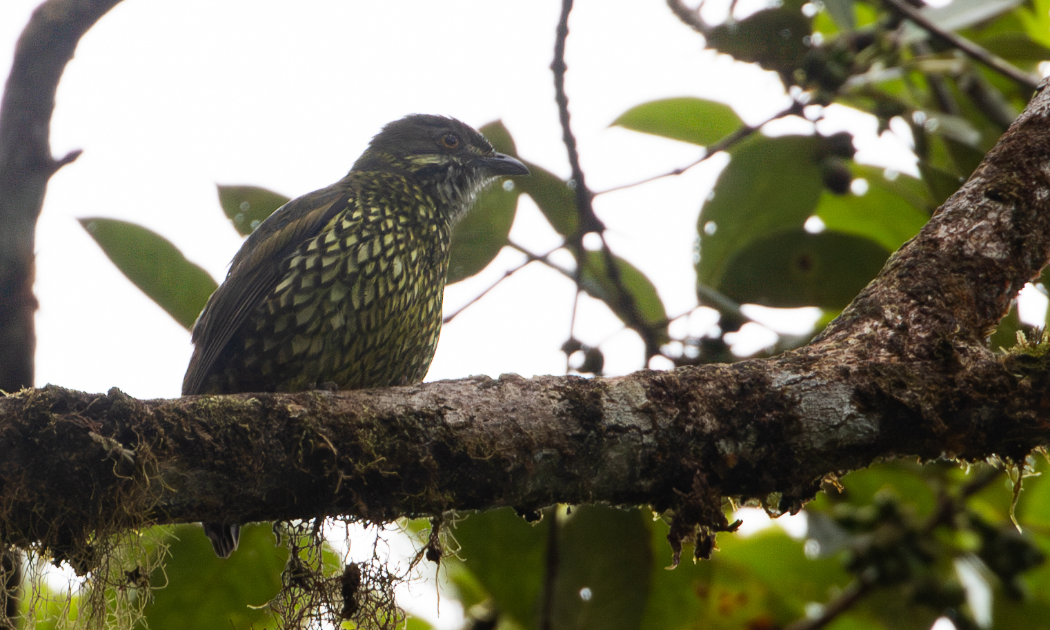 Scaled Fruiteater (Ampelioides tschudii), photo 2