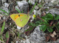Colias fieldii
