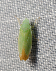 Memnonia flavida