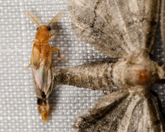 Distremocephalus texanus