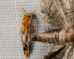 Distremocephalus texanus